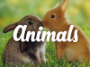 Chủ đề 14: Từ vựng chủ đề Động vật- ANIMALS