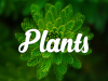 Chủ đề 15: Từ vựng chủ đề Thực vật - PLANTS